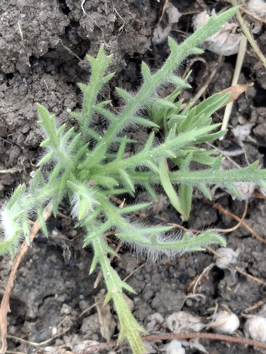 iNaturalist observation photo of Common Spikeweed