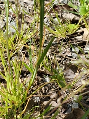 Alopecurus carolinianus