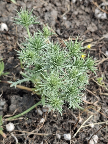 iNaturalist observation photo of Great Valley Coyote-thistle