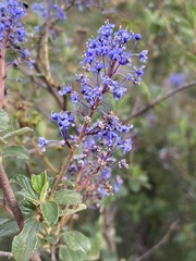 Ceanothus tomentosus olivaceus