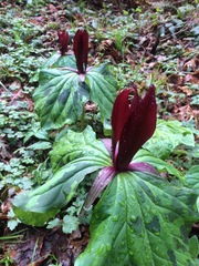 Trillium kurabayashii