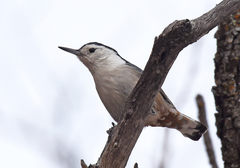 Sitta carolinensis nelsoni