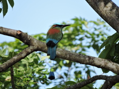 Eumomota superciliosa