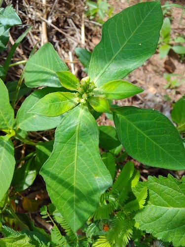 painted spurge