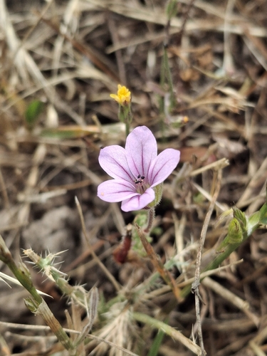 iNaturalist observation photo of Mediterranean Stork's-bill