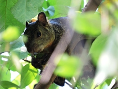 Sciurus variegatoides