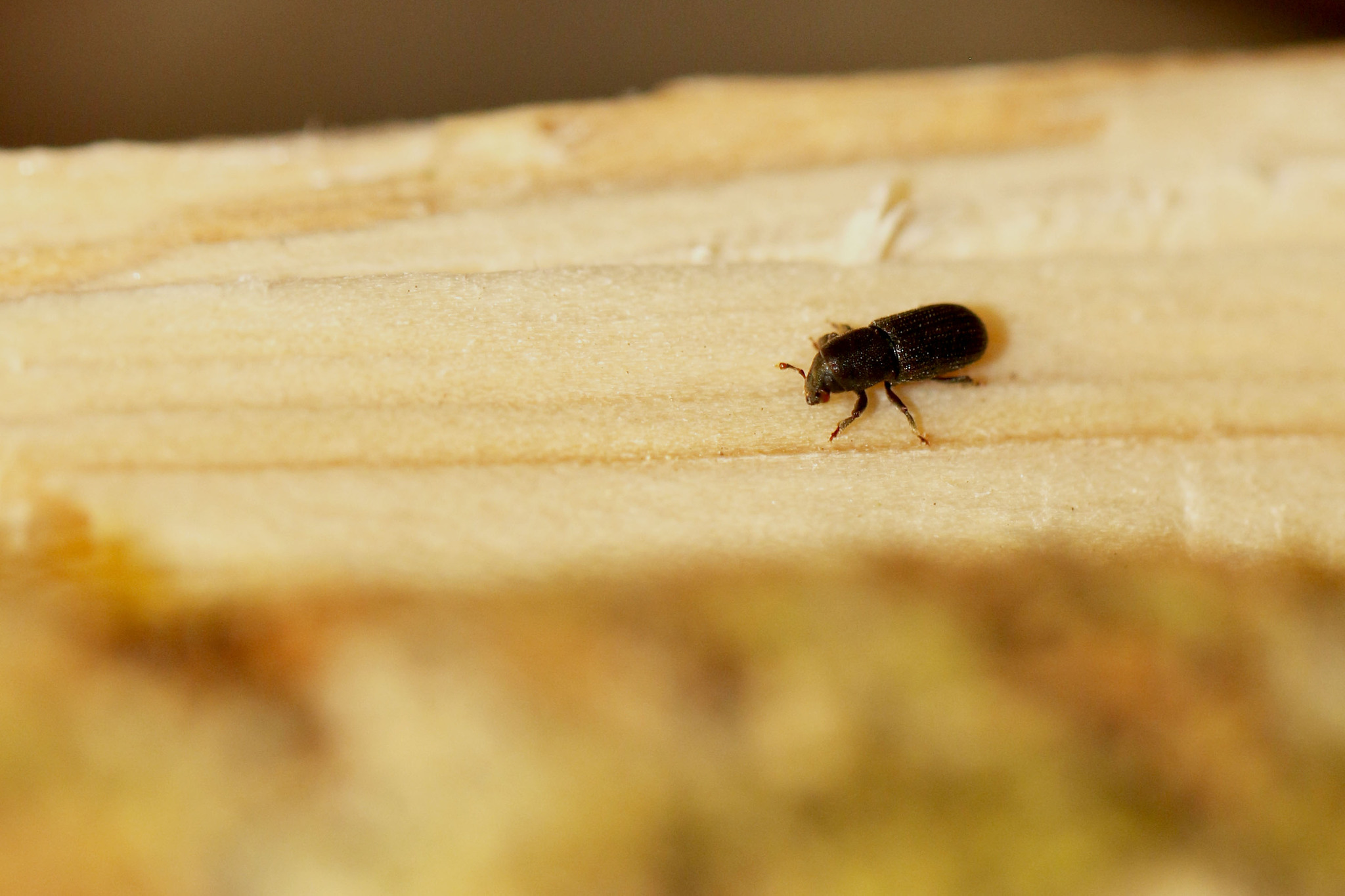 Hylastes cunicularius