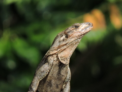 Ctenosaura similis