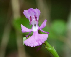 Platanthera peramoena