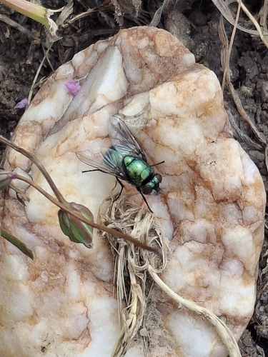 iNaturalist observation photo of Small False Greenbottle