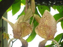 Stanhopea platyceras