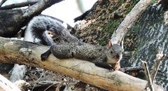 Sciurus variegatoides
