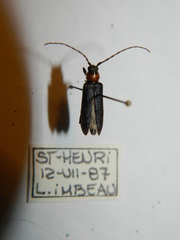 Pronocera collaris