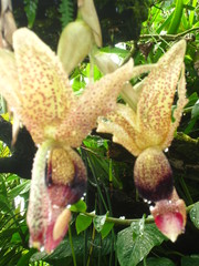Stanhopea platyceras