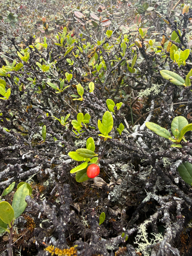 Wikstroemia oahuensis observed 2026-04-19