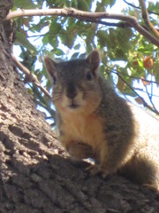 Sciurus niger