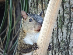 Sciurus variegatoides