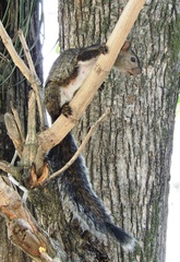 Sciurus variegatoides