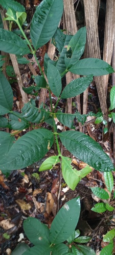 Tabernaemontana macrocalyx observed 2026-04-25