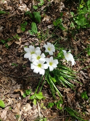 Zephyranthes atamasco