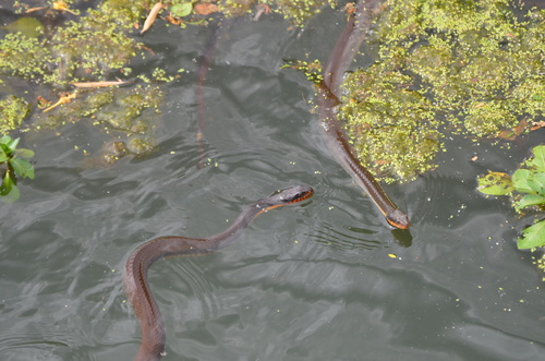 Plain-bellied Watersnake