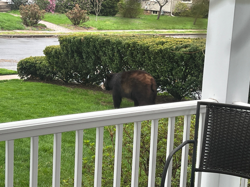 American Black Bear photographed in Connecticut
