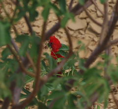 Cardinalis phoeniceus