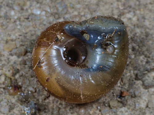 smooth glass snail