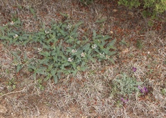 Astragalus plattensis