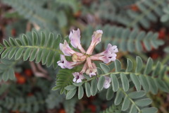 Astragalus plattensis