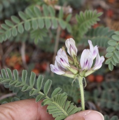 Astragalus plattensis