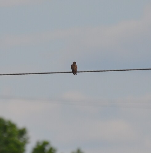 Northern Rough-winged Swallow