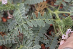 Astragalus plattensis