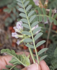 Astragalus plattensis
