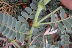 Astragalus plattensis