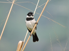 Sporophila morelleti