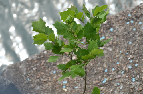 Sycamore