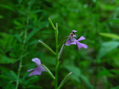 Platanthera peramoena