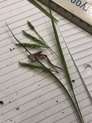 Carex oxylepis oxylepis