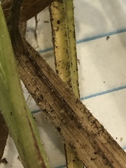 Carex oxylepis oxylepis