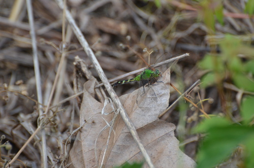 Eastern Pondhawk