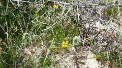 Funastrum utahense