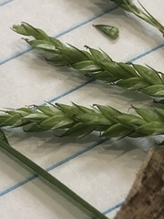 Carex oxylepis oxylepis