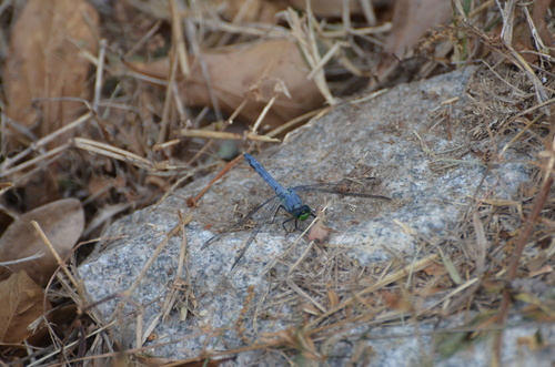 Eastern Pondhawk