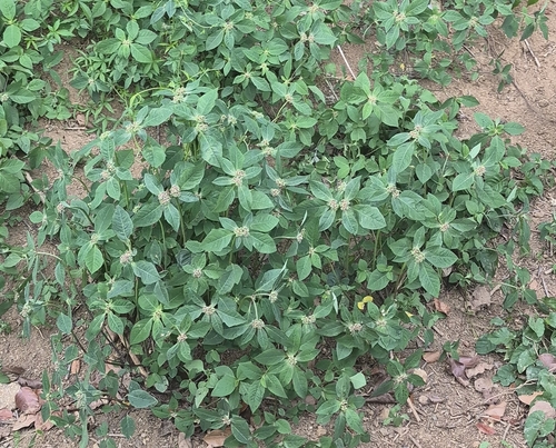 Euphorbia heterophylla iNat (2)