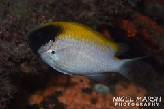 Chromis klunzingeri