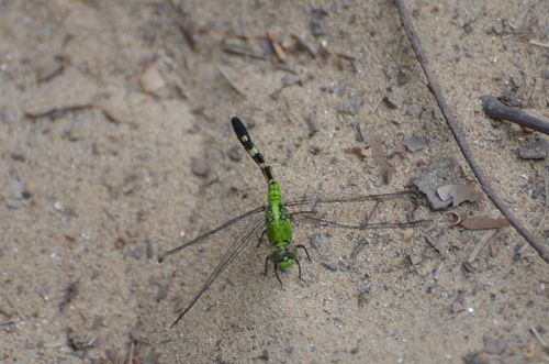 Eastern Pondhawk