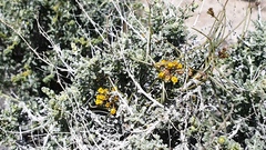 Funastrum utahense