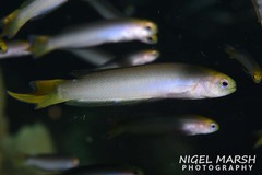Trachinops noarlungae
