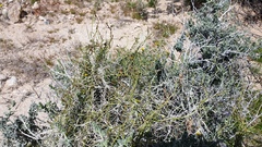 Funastrum utahense